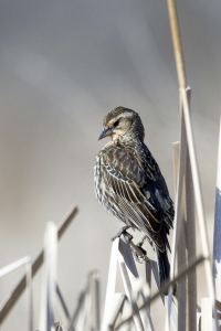 Bird perched on reeds