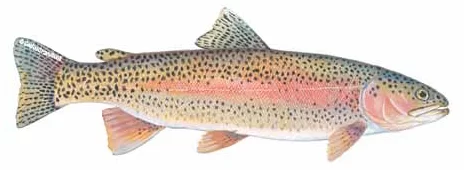 Rainbow Trout