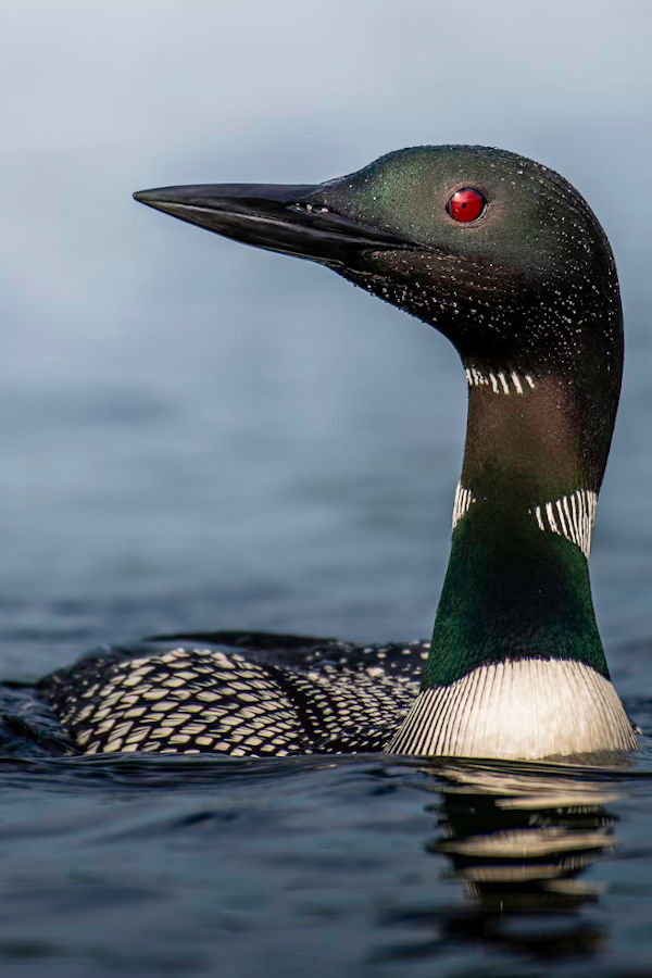 Closeup of a loon on the water