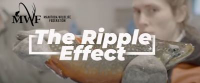 The Ripple Effect